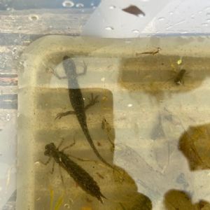 Pond dipping in our lovely pond